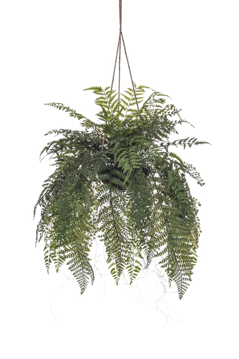 Fern mix hanging deco/ mix di felci