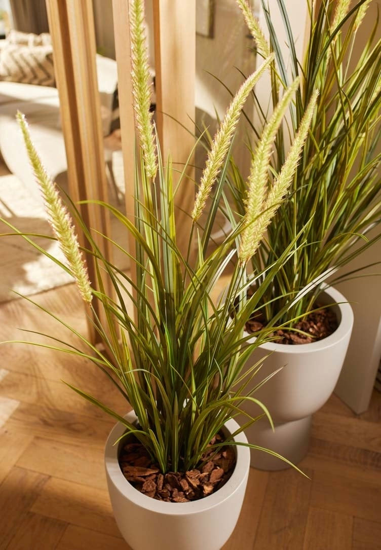 pianta Grass foxtail x5 115cm/ coda di volpe graminacea