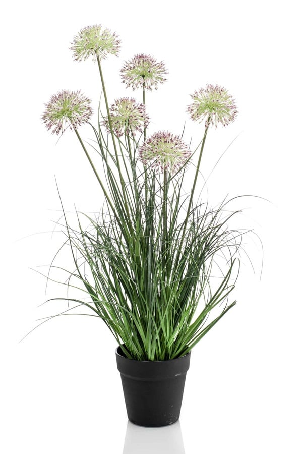 pianta Allium grass x6 72cm/ graminacea