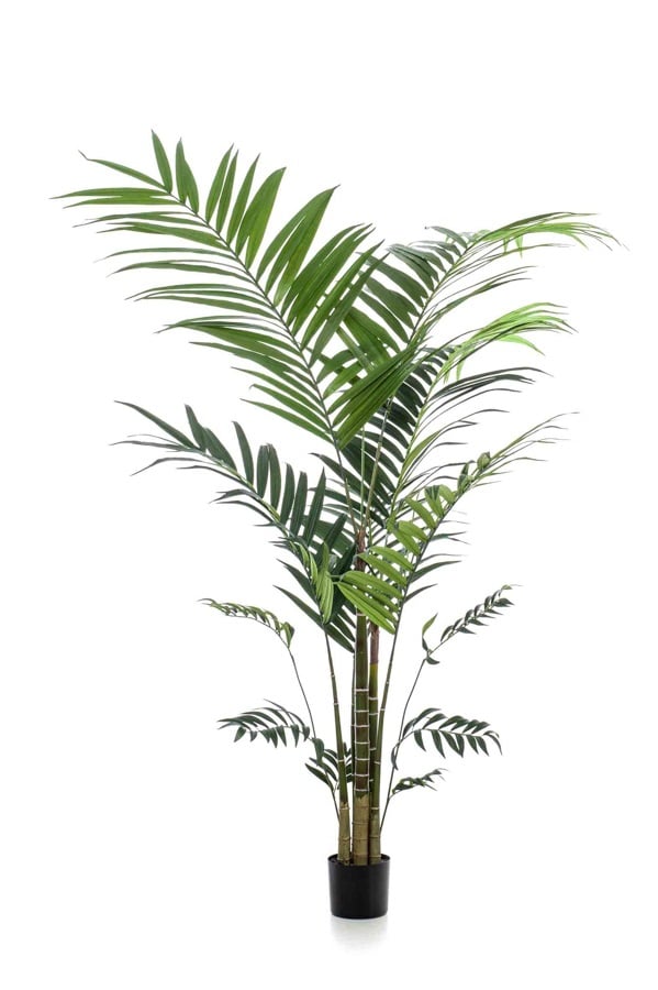 kentia/kenzia artificiale 210cm
