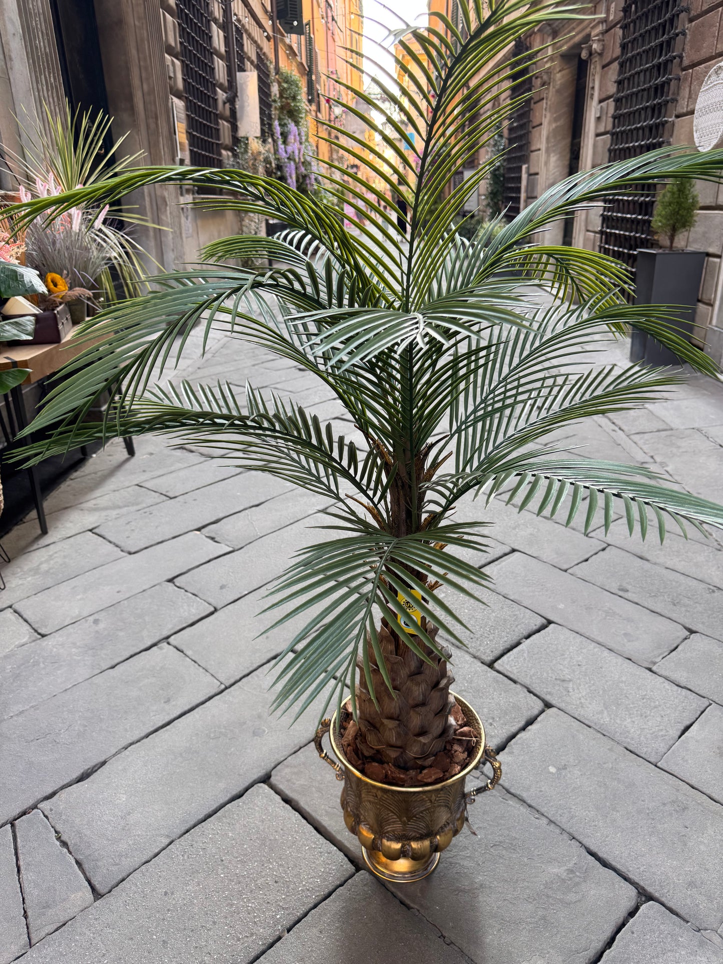 CICAS PALM - OUTDOOR