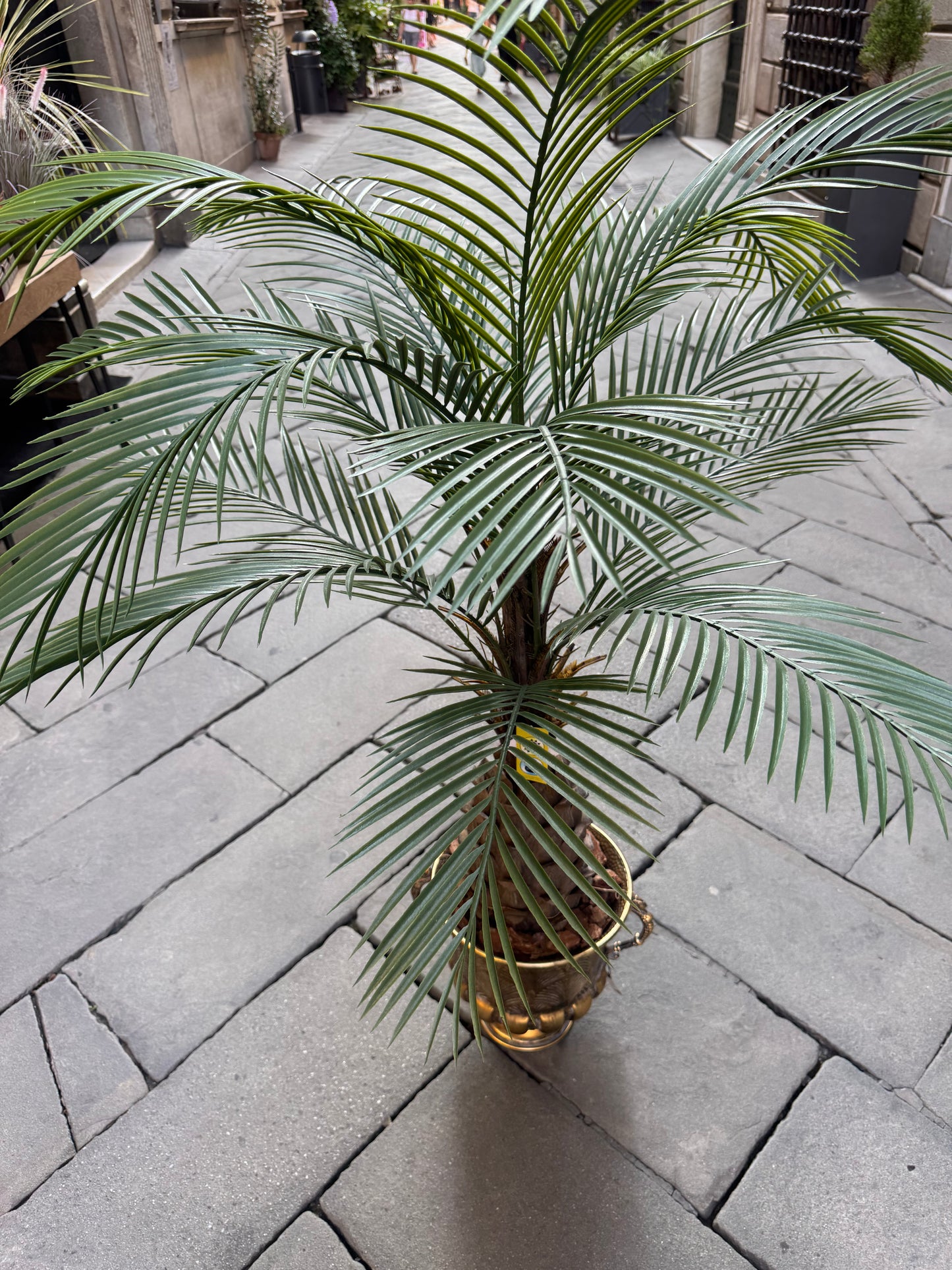 CICAS PALM - OUTDOOR