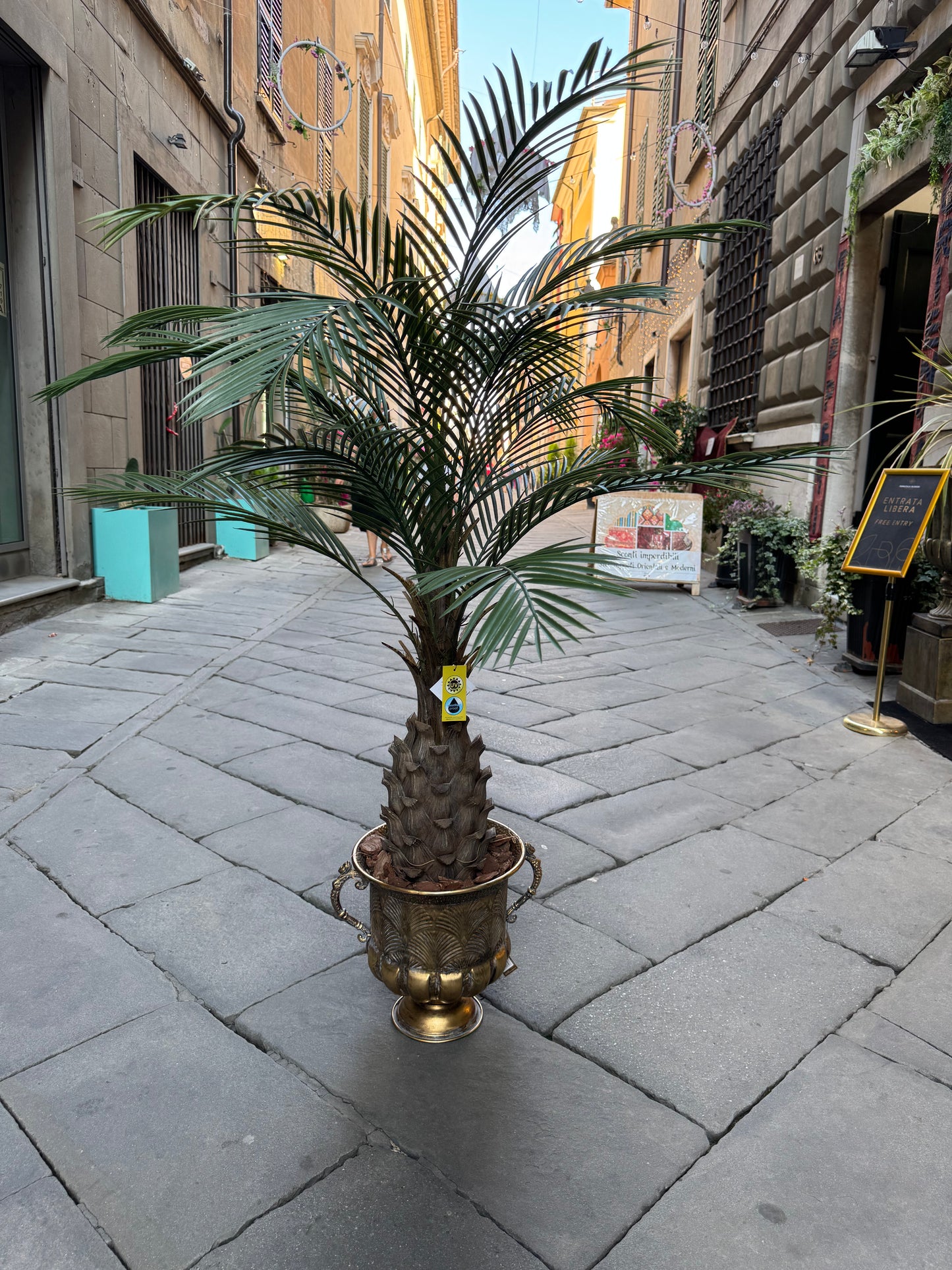 CICAS PALM - OUTDOOR