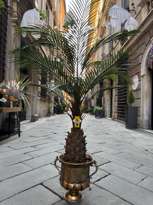 CICAS PALM - OUTDOOR